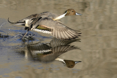 DSC_1722_009DSC_1722a