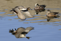 DSC_1821_018DSC_1821a