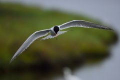 DSC_7066_07