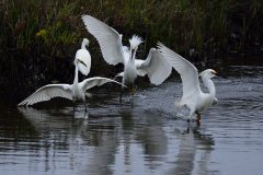 DSC_7699_19