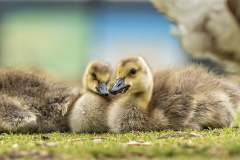 edit-DSC_4229-Enhanced